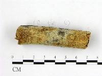燈籠囊擬射脈菌藏品圖，第3張