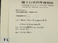 附毛菌屬藏品圖，第2張