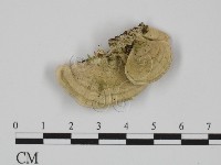 附毛菌屬藏品圖，第1張