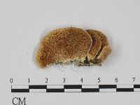 附毛菌屬藏品圖，第3張