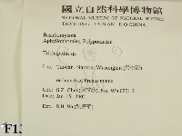 附毛菌屬藏品圖，第2張