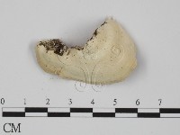 附毛菌屬藏品圖，第1張