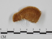 附毛菌屬藏品圖，第3張