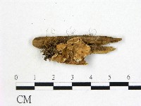 登錄號:F0013847藏品圖，第1張