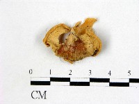 登錄號:F0013848藏品圖，第3張