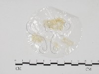 登錄號:F0013850藏品圖，第3張