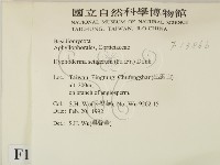 剛毛絲皮菌藏品圖，第2張