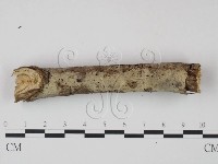 剛毛絲皮菌藏品圖，第3張