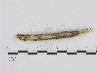 剛毛絲皮菌藏品圖，第1張