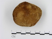 纖孔菌屬藏品圖，第1張