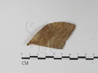 登錄號:F0013872藏品圖，第1張