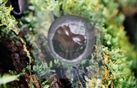 登錄號:F0013873藏品圖，第4張