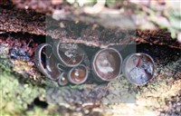 登錄號:F0013873藏品圖，第6張