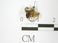 登錄號:F0013874藏品圖，第3張