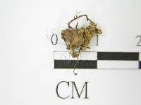 登錄號:F0013874藏品圖，第5張