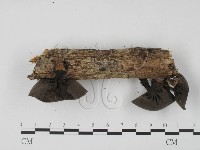 登錄號:F0013875藏品圖，第4張