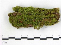 登錄號:F0013878藏品圖，第1張