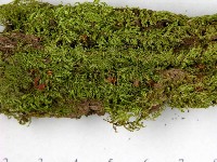 登錄號:F0013878藏品圖，第3張