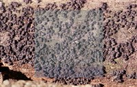 登錄號:F0013880藏品圖，第3張