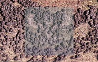 登錄號:F0013880藏品圖，第4張