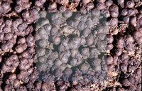 登錄號:F0013880藏品圖，第5張