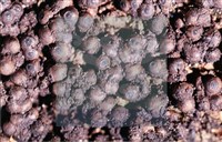 登錄號:F0013880藏品圖，第6張