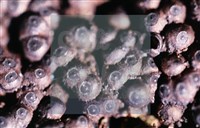 登錄號:F0013880藏品圖，第8張