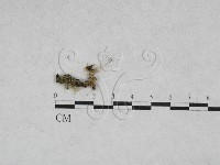 登錄號:F0013884藏品圖，第1張