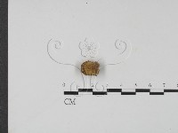 登錄號:F0013887藏品圖，第1張