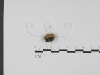 登錄號:F0013887藏品圖，第3張