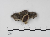 登錄號:F0013889藏品圖，第1張