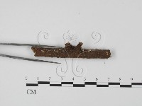 登錄號:F0013891藏品圖，第4張