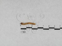 登錄號:F0013893藏品圖，第1張