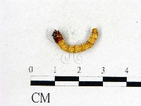 登錄號:F0013893藏品圖，第3張