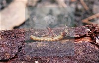 登錄號:F0013893藏品圖，第4張