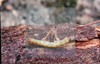 登錄號:F0013893藏品圖，第5張