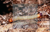 登錄號:F0013893藏品圖，第6張