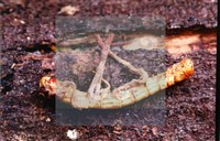 登錄號:F0013893藏品圖，第7張