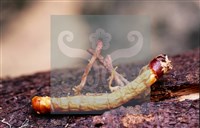 登錄號:F0013893藏品圖，第8張