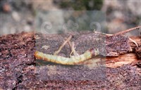 登錄號:F0013893藏品圖，第9張