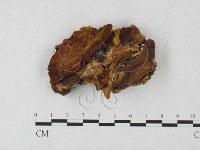 登錄號:F0013897藏品圖，第3張