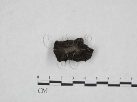 登錄號:F0013898藏品圖，第1張