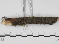 登錄號:F0013899藏品圖，第3張