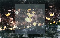 登錄號:F0013900藏品圖，第5張