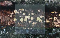 登錄號:F0013900藏品圖，第6張