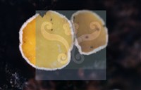 登錄號:F0013900藏品圖，第7張