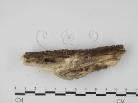 登錄號:F0013901藏品圖，第3張