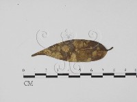 登錄號:F0013905藏品圖，第1張