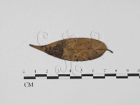 登錄號:F0013905藏品圖，第3張