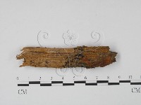 登錄號:F0013909藏品圖，第1張